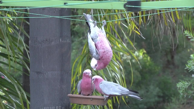 Cacatúa Galah - ML201849211