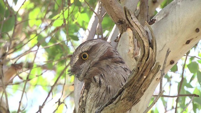 Tawny Frogmouth - ML201849221