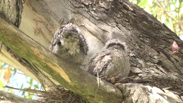 Tawny Frogmouth - ML201849231