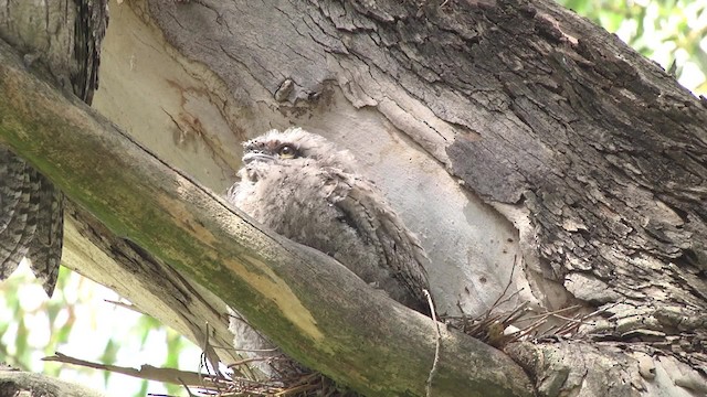 Tawny Frogmouth - ML201849241