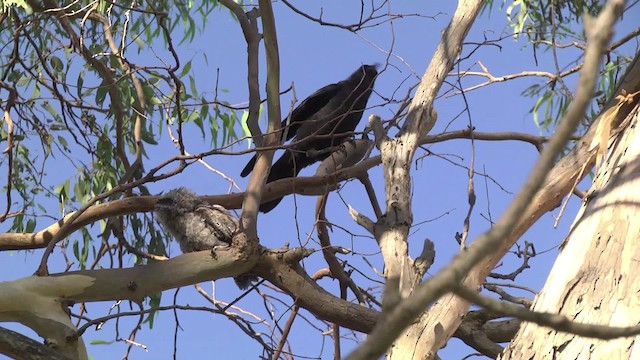 Tawny Frogmouth - ML201849261