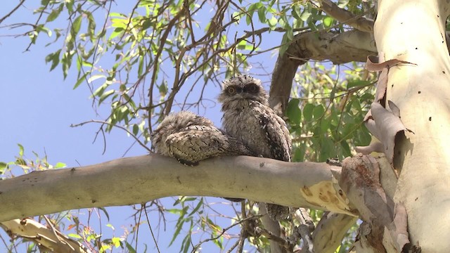 Tawny Frogmouth - ML201849291