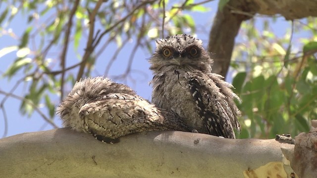 Tawny Frogmouth - ML201849301