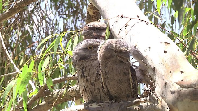 Tawny Frogmouth - ML201849311