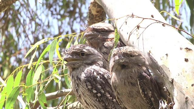 Tawny Frogmouth - ML201849321