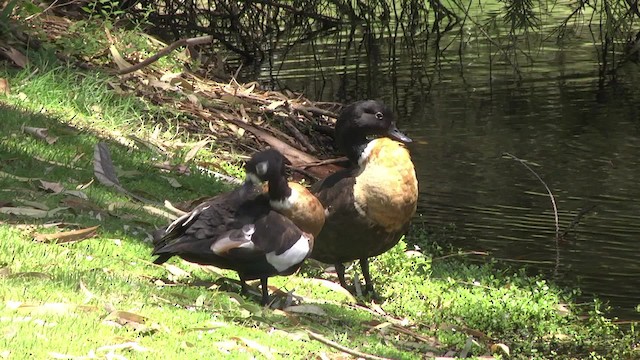 Australian Shelduck - ML201849331