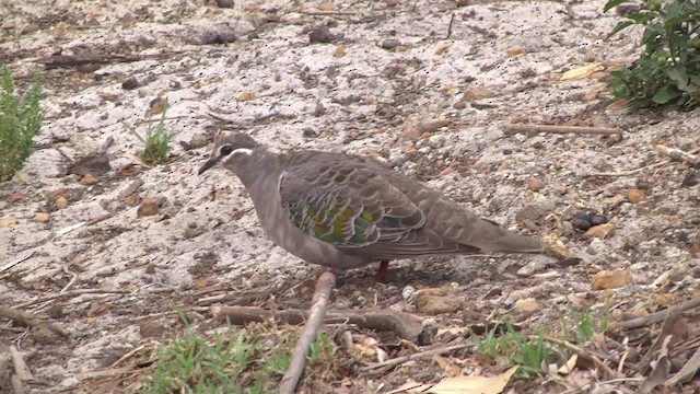 Common Bronzewing - ML201849391