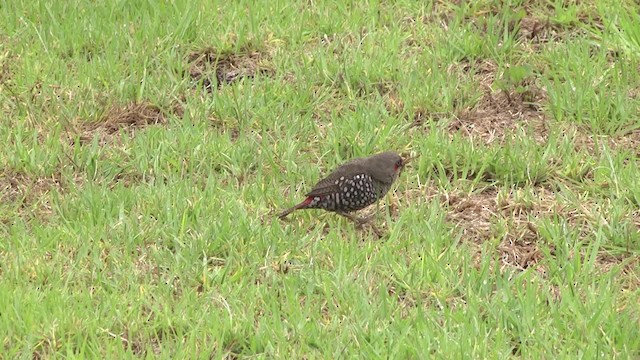 Red-eared Firetail - ML201849421