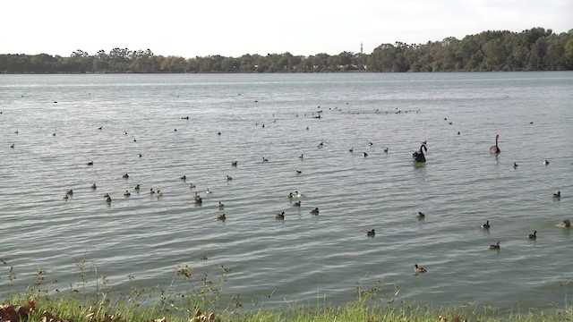 Australasian Grebe - ML201849501