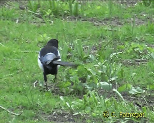 pica pica melanotos Eurasian magpie main image 0