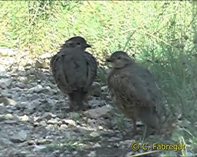 Red-legged Partridge - ML201849571