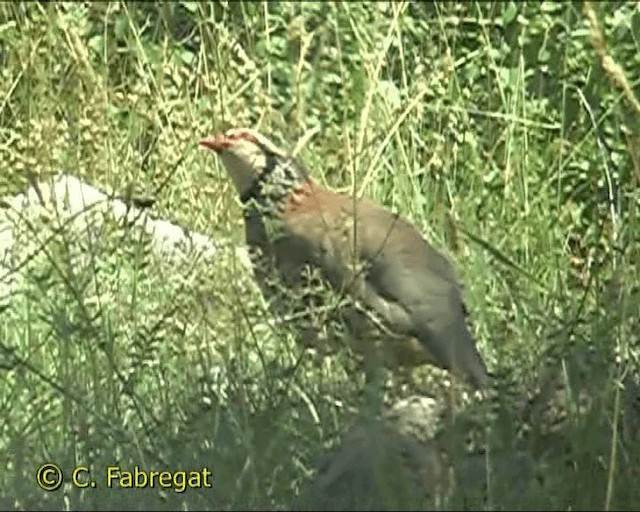 Red-legged Partridge - ML201849581
