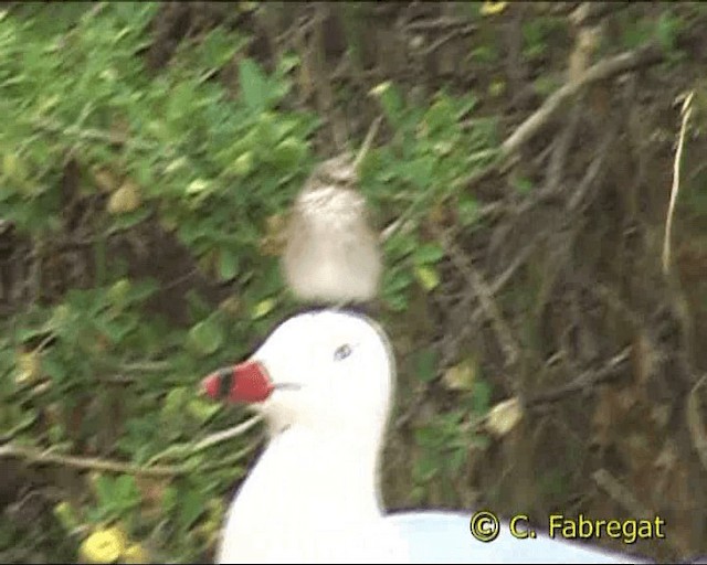 Grauschnäpper (Mittelmeer-Grauschnäpper) - ML201849801