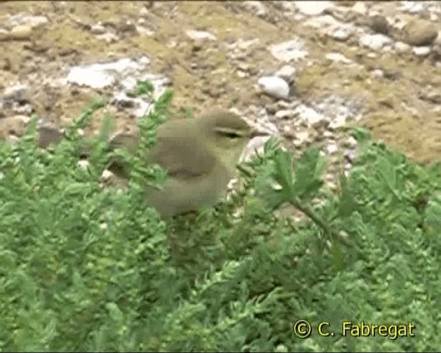 Willow Warbler - ML201849851