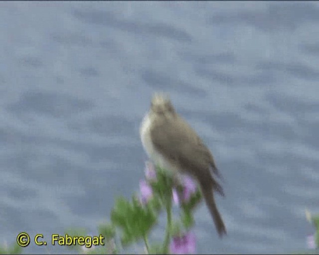 Spotted Flycatcher (Mediterranean) - ML201850001
