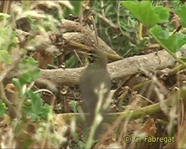 Willow Warbler - ML201850041