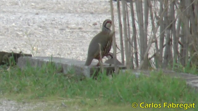 Red-legged Partridge - ML201850201