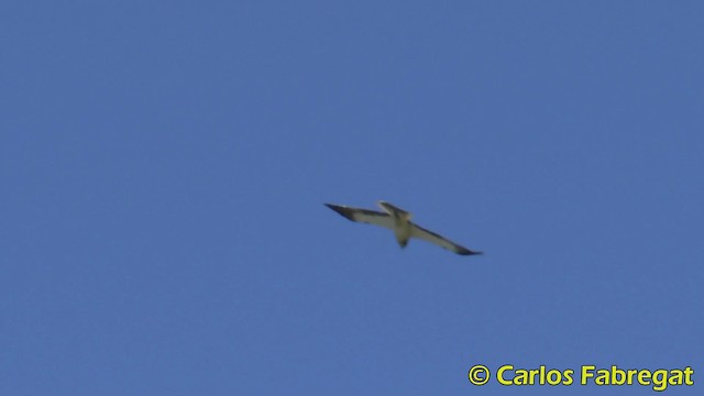 Booted Eagle - ML201850301