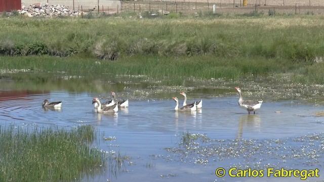 Graugans (domestiziert) - ML201850341