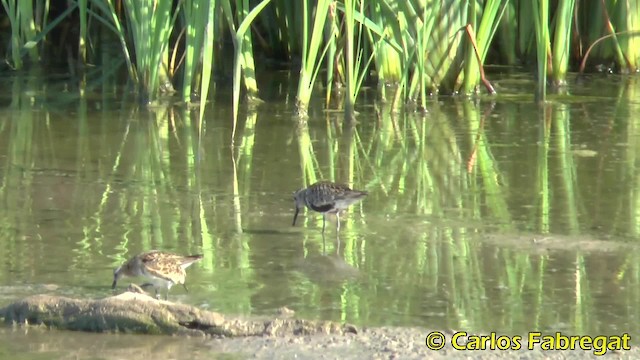 Dunlin (alpina/centralis) - ML201850441