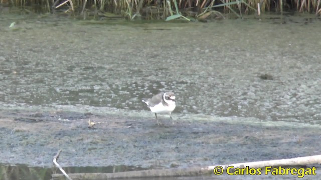 Little Ringed Plover (curonicus) - ML201850461