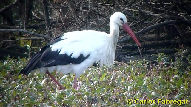 Cigüeña Blanca - ML201850481