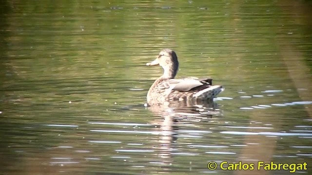 Mallard - ML201850501