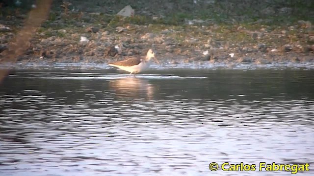 vodouš šedý - ML201850511