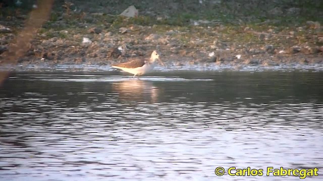 Common Greenshank - ML201850511