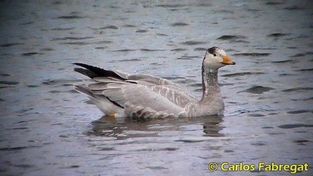 Oie à tête barrée - ML201850531