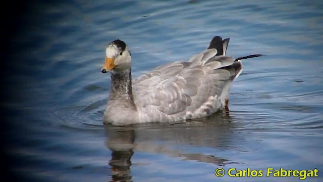 Bar-headed Goose - ML201850571