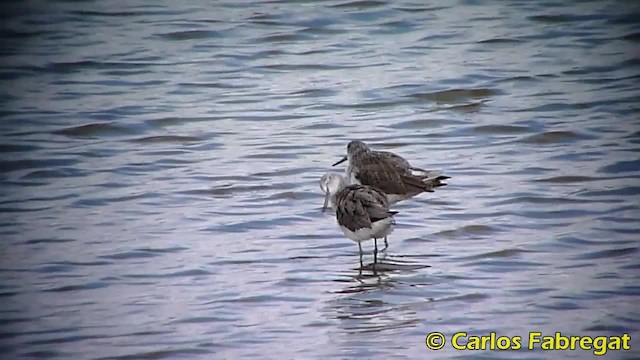 Common Greenshank - ML201850611