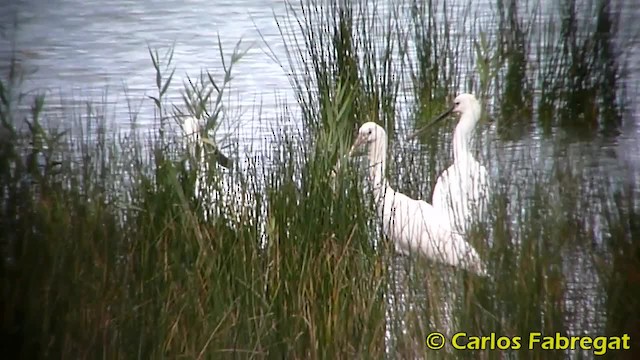 Eurasian Spoonbill - ML201850621