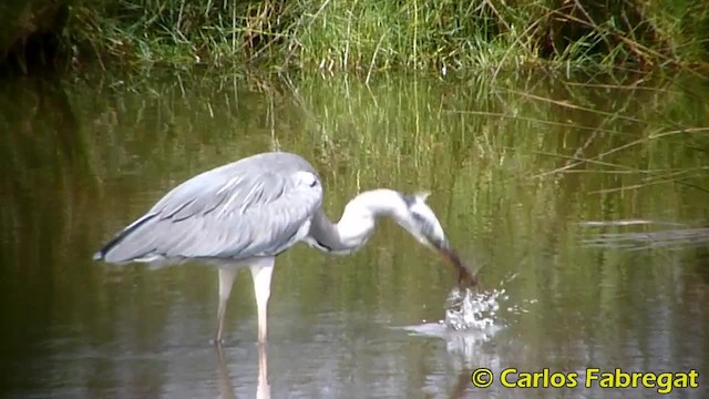 Gray Heron (Gray) - ML201850651