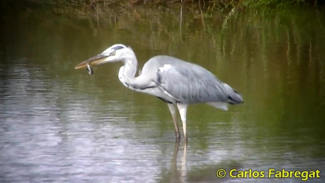 Gray Heron (Gray) - ML201850661