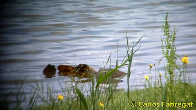 Green Sandpiper - ML201850681