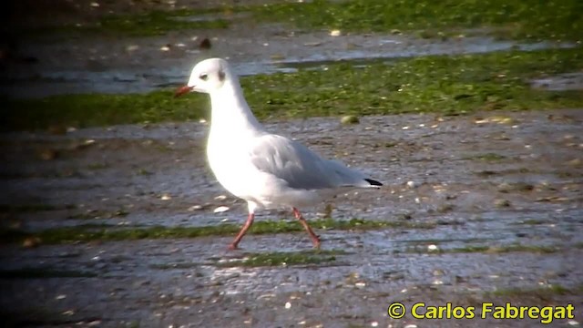 Gaviota Reidora - ML201850691