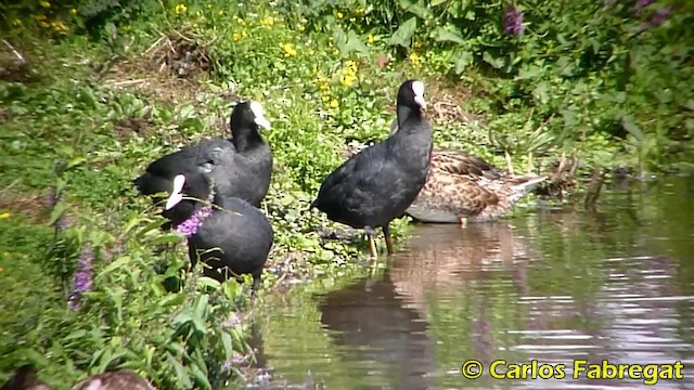 Eurasian Coot - ML201850711