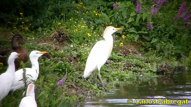 Египетская цапля (ibis) - ML201850721