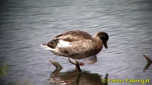 マガモ - ML201850761