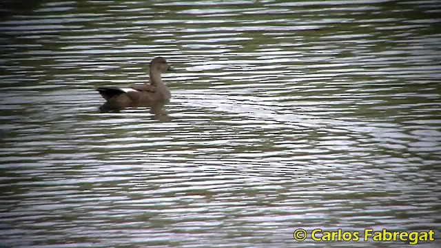 Gadwall (Common) - ML201850771