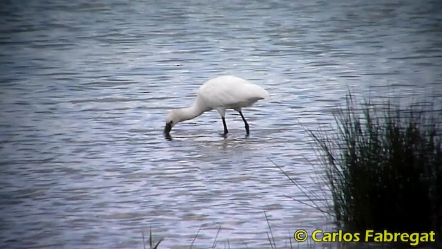 Eurasian Spoonbill - ML201850791