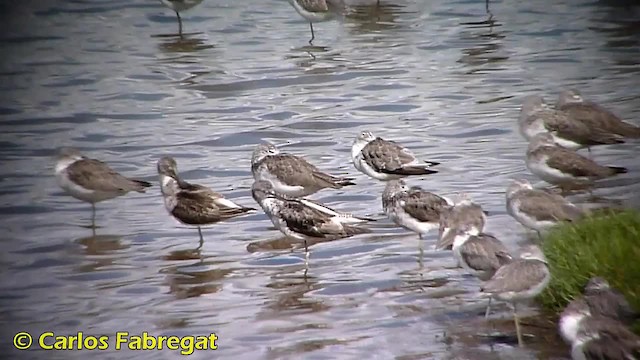 Common Greenshank - ML201850801