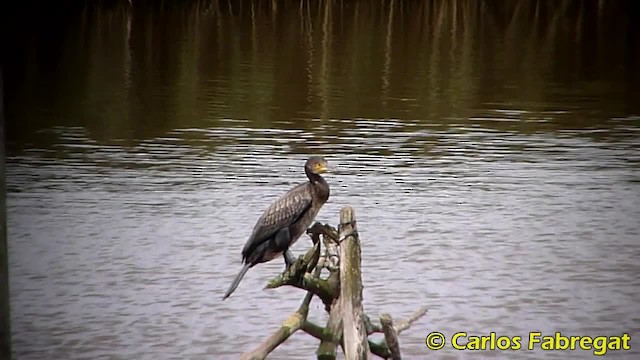 Great Cormorant - ML201850811