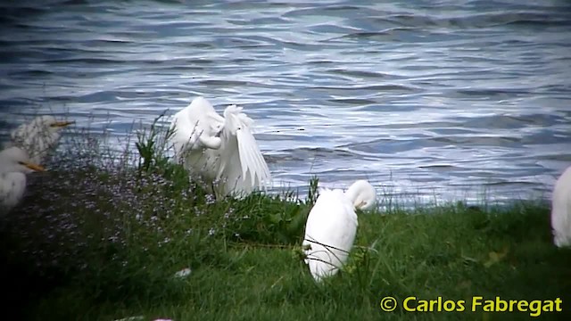 Little Egret (Western) - ML201850821