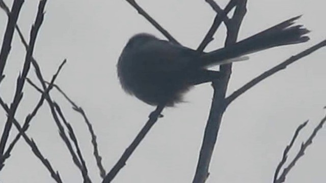 Long-tailed Tit (caudatus) - ML201850881