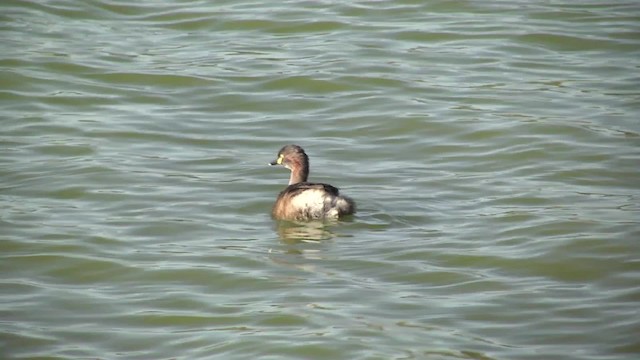 Australasian Grebe - ML201851681