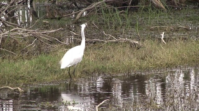 Little Egret (Australasian) - ML201851701