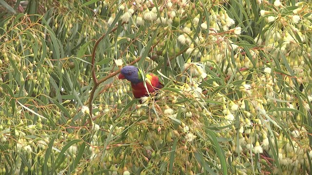 Rainbow Lorikeet - ML201851721