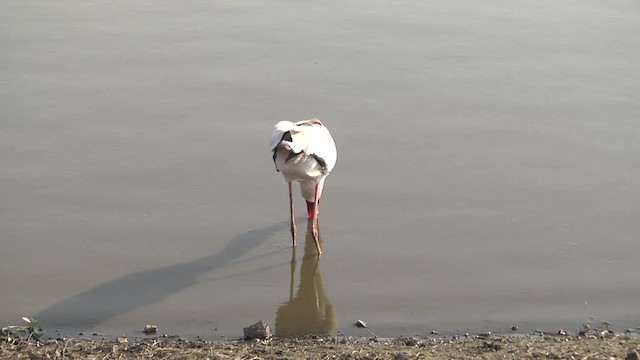 Yellow-billed Stork - ML201851781